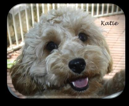 Katie X Dash (~ 10-12 lbs.) XS Petite Goldendoodles 1. Puppies Ready for New Homes March 2019 Waitlist Closed. 2. Puppies Ready for New Homes Sept.