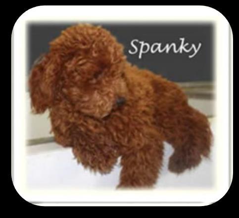Spanky (AKC Toy Poodle) sire is a color-bred, red.