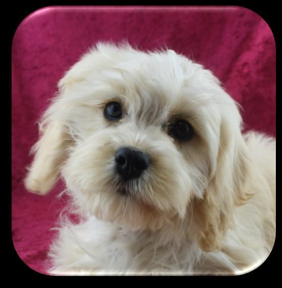 50% Cavalier, 25% Bichon and 25% Toy Poodle. Aimee X Dash (~ 10 lbs.) XS CavaPooChons - Puppies Ready for New Homes in Nov.