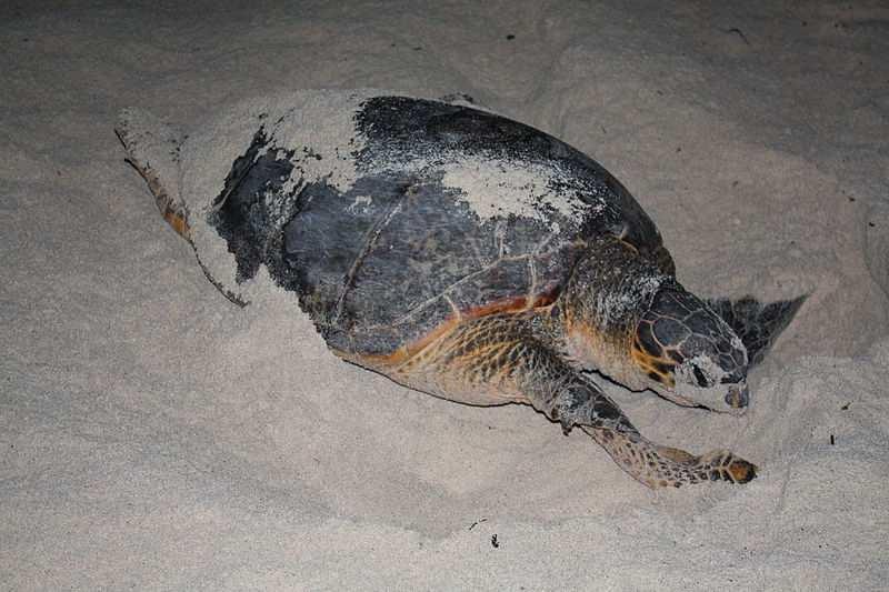 Slide 23 / 87 Sea Turtles Every year, female sea turtles climb out of the water to lay eggs.