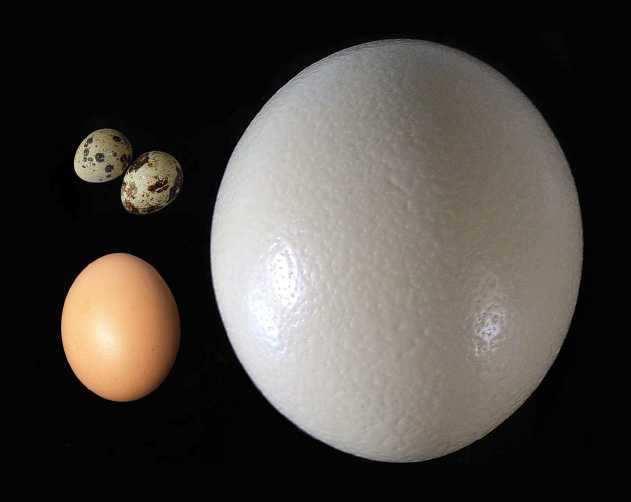 Slide 40 / 87 Activity: How Strong is an Egg? For animals that lay eggs, creating a strong egg helps to protect the growing embryo. But...how strong IS an egg?