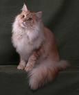 Cameo / Red Silver Tabby: cream