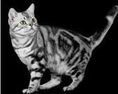 Classic Tabby: The "blotched" tabby pattern with dark stripes down length of back and