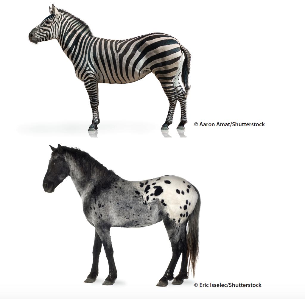 1. What do the zebra and the horse have in common? 2.