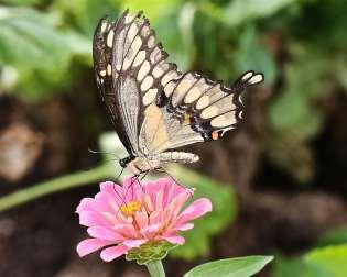 (2) Giant Swallowtail, Papilio cresphontes, Ventral View, on Zinnia blossom, Dick Harlow Ecologists consider this species a generalist and adaptable when compared to other citrusfeeding swallowtails.