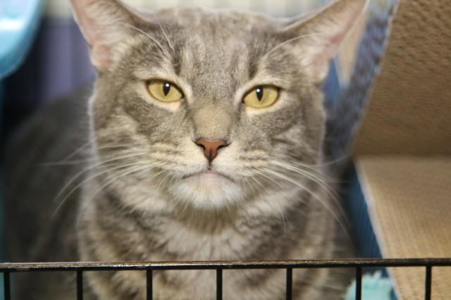 "Saucy" Saucy was surrendered because her original owner died and she wasn't getting along in her new temporary home.