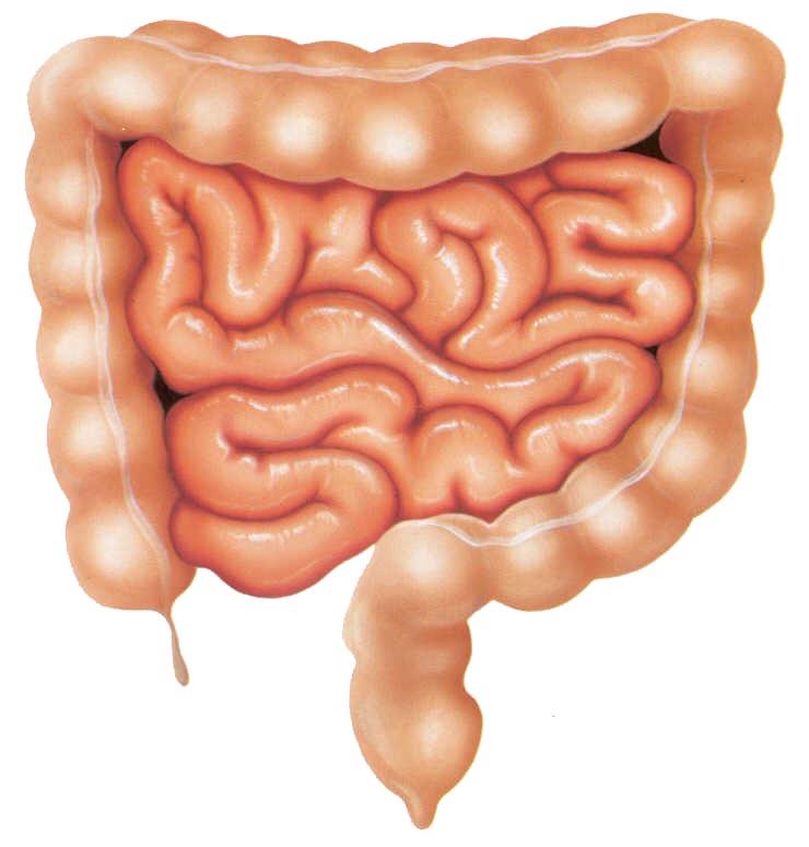 HUMAN APPENDIX In humans, the appendix is a short piece of tissue off the large intestine. It is not used by humans for digestive functions.
