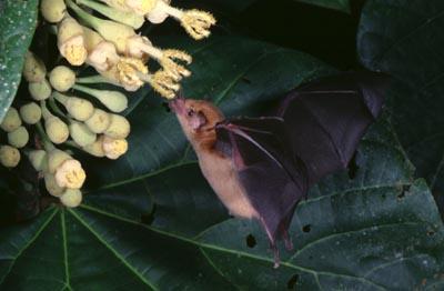 BATS & TROPICAL FLOWERS In this situation, many species of bats have developed longer snouts and tongues over time.