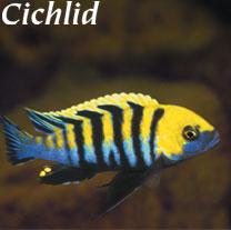 Now, there are over 500 species of cichlids only found in Lake Malawi.