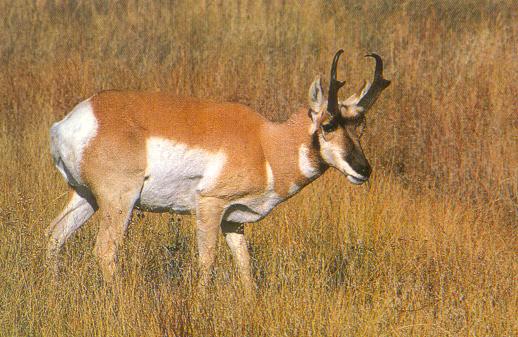 Therefore, fast pronghorn survived and this trait moved to the next generation.