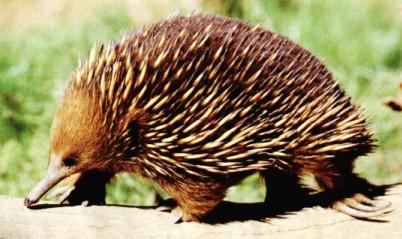 In this situation, each animal is a mammal. The spiny anteater is a rare mammal that does not have live birth.