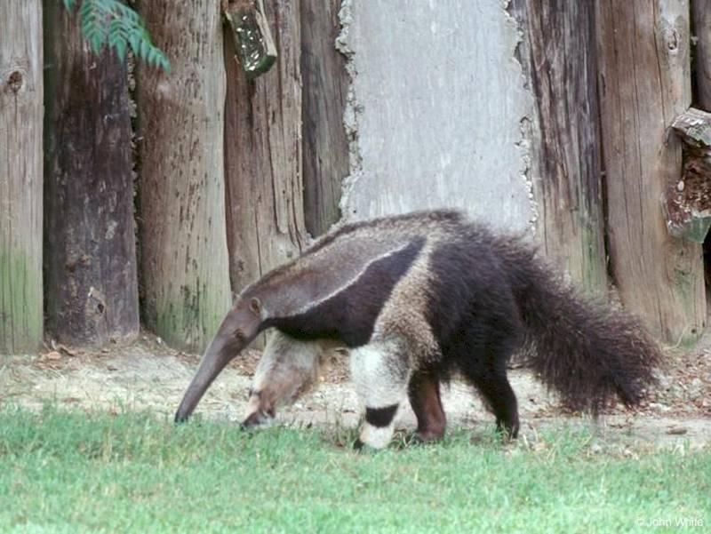The anteater lives in an entirely different part of the world and has live births. It also has a very long and sticky tongue.