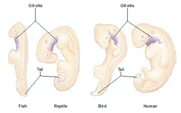 For this structure, all humans have gills at one point in their life. When the human embryo is growing inside the mother, there is a time when the embryo has gill openings.