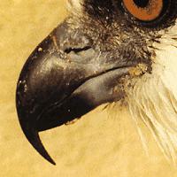In birds, beaks are notched and used in a way to catch food, tear it up, chew it, or manipulate it.