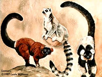 On the island of Madagascar, all of the world s lemur species can be found. Lemurs are a type of primate. All the lemur species have the same body structures and forms.