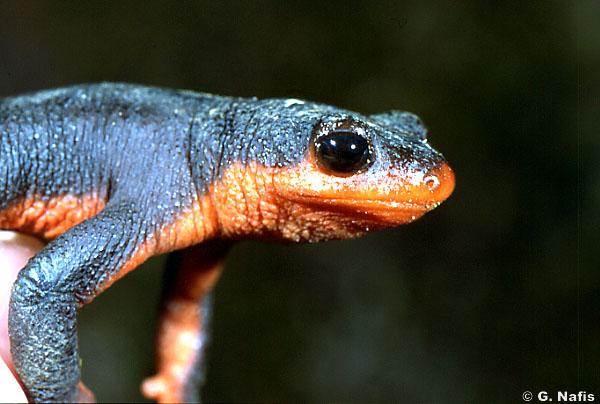 In response, the newts evolved to make more poison. Eventually, snakes developed more immunity.