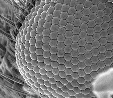 Both insects and humans have eyes, which are used for the same function of seeing things.