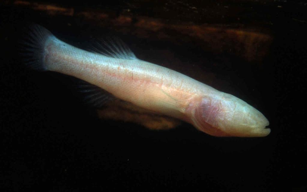 EYES OF THE CAVEFISH Cavefish are types of fish that lives in very dark caves.