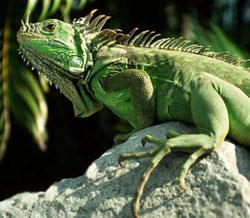 THE GREEN IGUANA Common Name: Green Iguana. Scientific Name: Iguana iguana. Order: Squamata. Family: Iguanidae. Description: Size 5' - 6' Total Length.