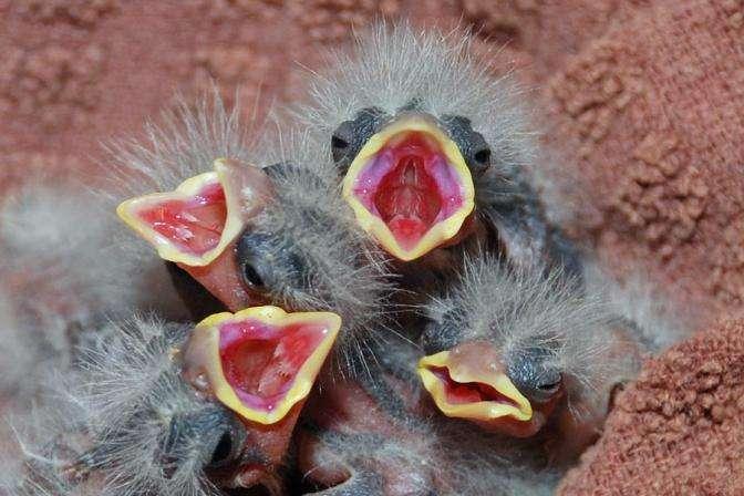 House Finch hatchlings have