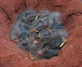 Sidelight: Identifying Nestlings Many species look similar at this age.
