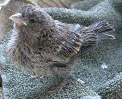 This is a Purple Finch about the same age.