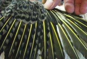 The colors of the feather shafts are best seen on a spread wing.