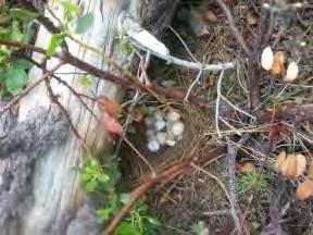 Bird # 3571 (Juvenile Male) was located at a nesting site 5.59 km from the Harvey Flat release site. The nest was discovered on June 5 with the male incubating eight eggs.