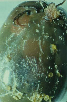 Biological control parasitoid wasps Ixodiphagus hookeri nematodes
