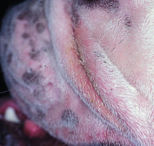 Surface pyoderma Fold dermatitis (intertrigo) is clinically distinctive wherein inflammatory skin lesions are confined to facial, lip, neck, vulval (Fig. 2) or body folds.