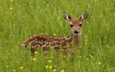 Deer density < 10 deer/square mile Will see collapse of ticks Tick-borne illness ALWAYS used as