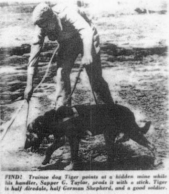 This is an image taken from an unknown newspaper source in 1955. It shows some of the mine dog training at the School of Military Engineering (SME), at Casula near Liverpool, NSW.