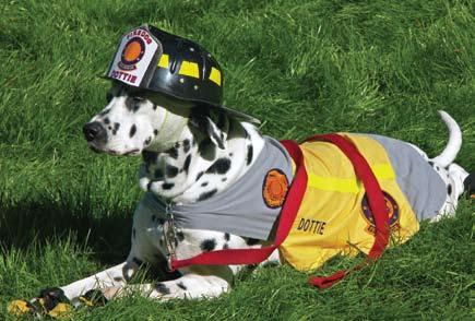 On Wednesday, Sam had a dream. He dreamed he was a big, huge Dalmatian Army Civilian Fire Fighter Dog. His fur was white and he was covered in black spots.