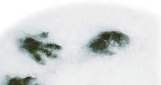 Rodent tracks also have claw marks.