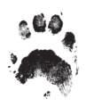 The prints from a raccoon s front paws look like a