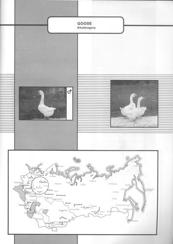 483 KHOLMOGORY (Kholmogorskaya) It was formed in the Central Black-Earth zone of the Russian Federation by crossing local white geese with Chinese; it is suggested that Tula Game geese were used in