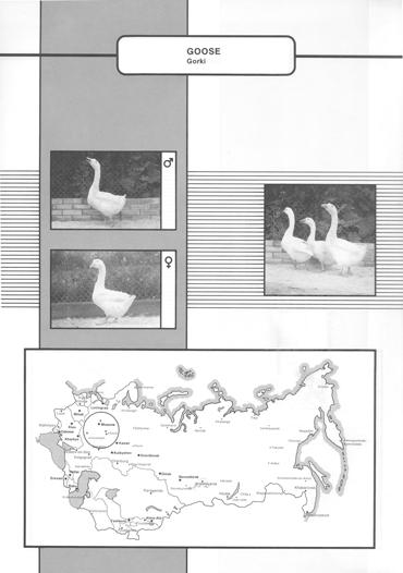477 GORKI (Gorkovskaya) A breed group obtained by crossing local geese of Gorki region with the Chinese breed.