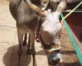 SIGHT SAVING APPEAL Saving their sight can save their lives SPANA vets successfully treated this donkey with serious burns to his back Working for long hours in dirty, dusty environments it s no