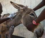 71 pays for a dose of sedative for a donkey We will do whatever it takes to reach and treat animals in need Our vets are