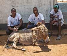 His feet were, quite literally, killing him. Our farriery technician skillfully trimmed the horse s hooves and asked the owner to rest Teka for at least two weeks.