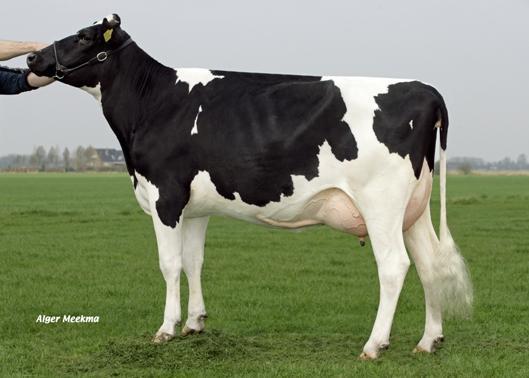Weggelhorster Santana aaa 156324 (Zidane x Gentry) The outcross bull with positive protein percentage! With a pedigree Zidane x Gentry, SANTANA is a bull that can be used on a variety of bloodlines.