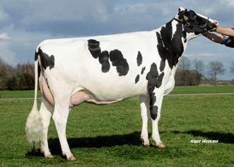 Ludo AK aaa 156342 (Jocko Besne x Brabant Star Patron) The allround bull with high milk-production and a narrow fat / protein ratio.