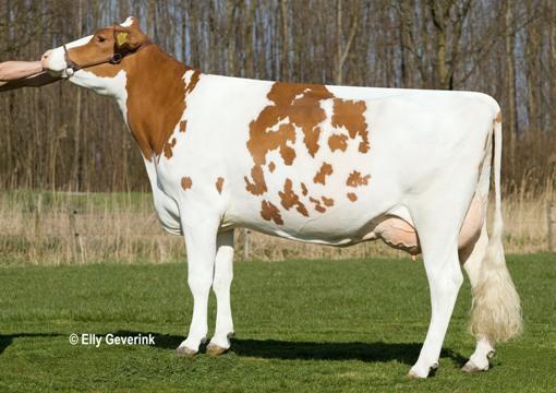 Thunder van de Wilg aaa 423651 (Lightning rc x Trademark) Now that THUNDER W cows start their third and fourth lactations, and the first daughters from his proven period come into production the