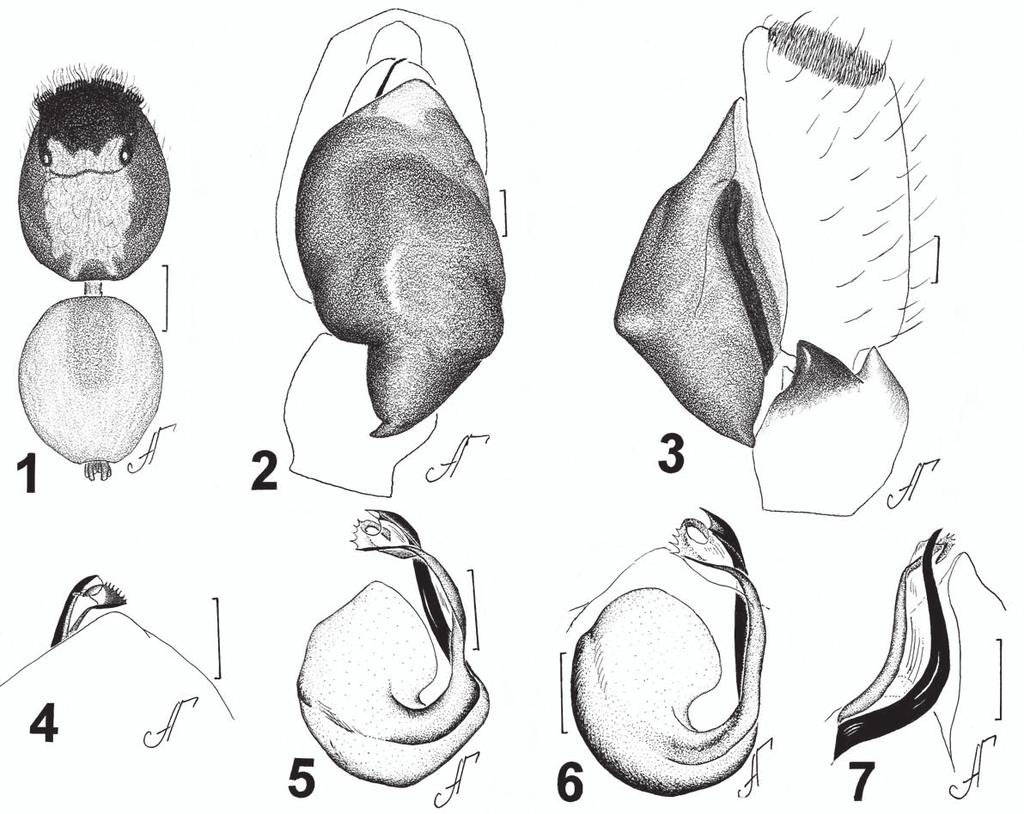 250 New and poorly known species of Aelurillus Figs. 1 7: Aelurillus blandus (Simon, 1871).