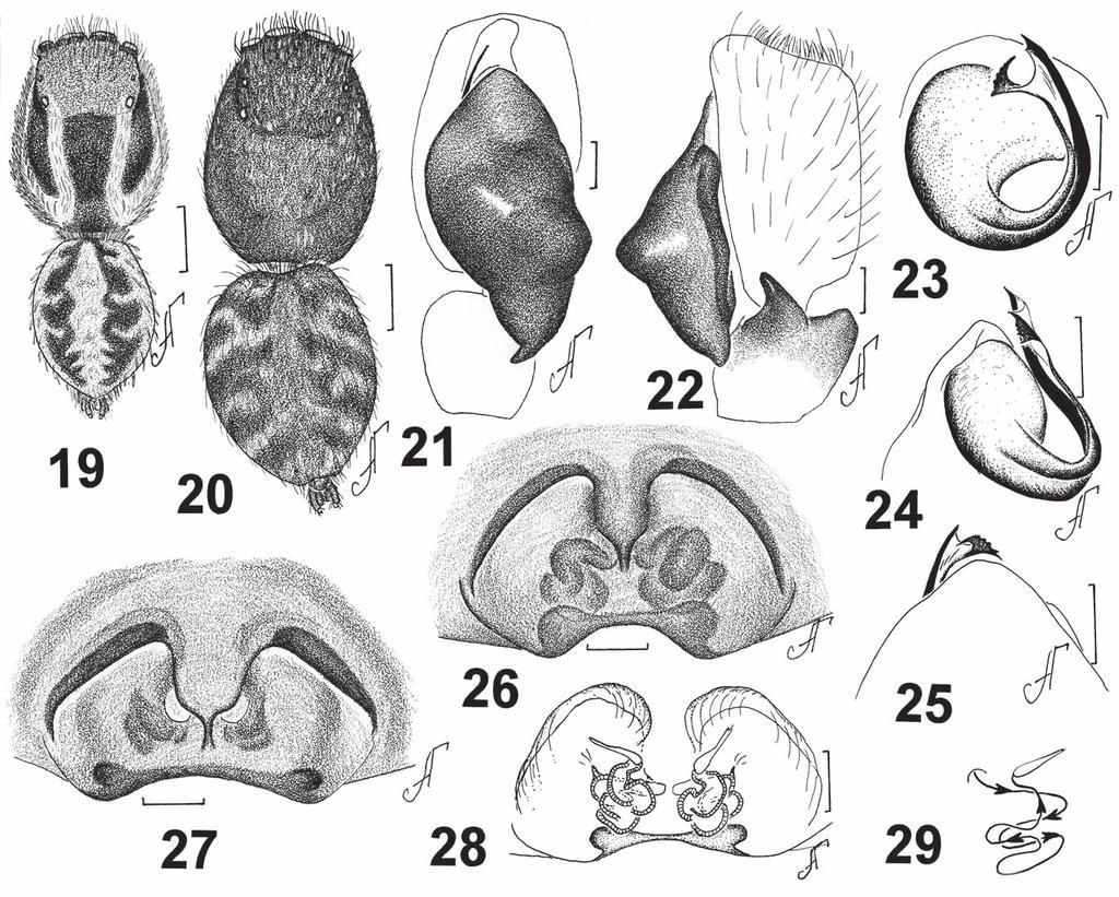 252 New and poorly known species of Aelurillus 2.1 wide. Cheliceral length 0.9. Clypeal height 0.3. Length of leg segments: I 1.4+0.8+0.8+0.7+0.6; II 1.3+0.8+0.7+0.6+0.5; III 1.8+1.2+0.9+1.0+0.