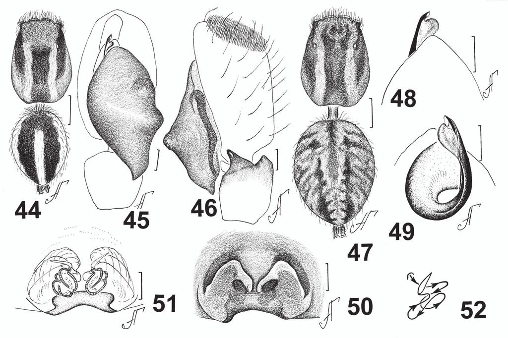 256 New and poorly known species of Aelurillus Figs. 44 52: Aelurillus marusiki sp. n.