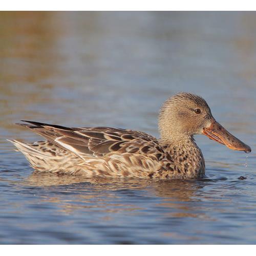 REFERENCES Afton, A. D. (1977). Aspects of Reproductive Behaviour in the Northern Shoveler. Afton, A. D. (1980). Factors affecting Incubation Rhythms of Northern Shovelers. The Condor. 82: 132-137.