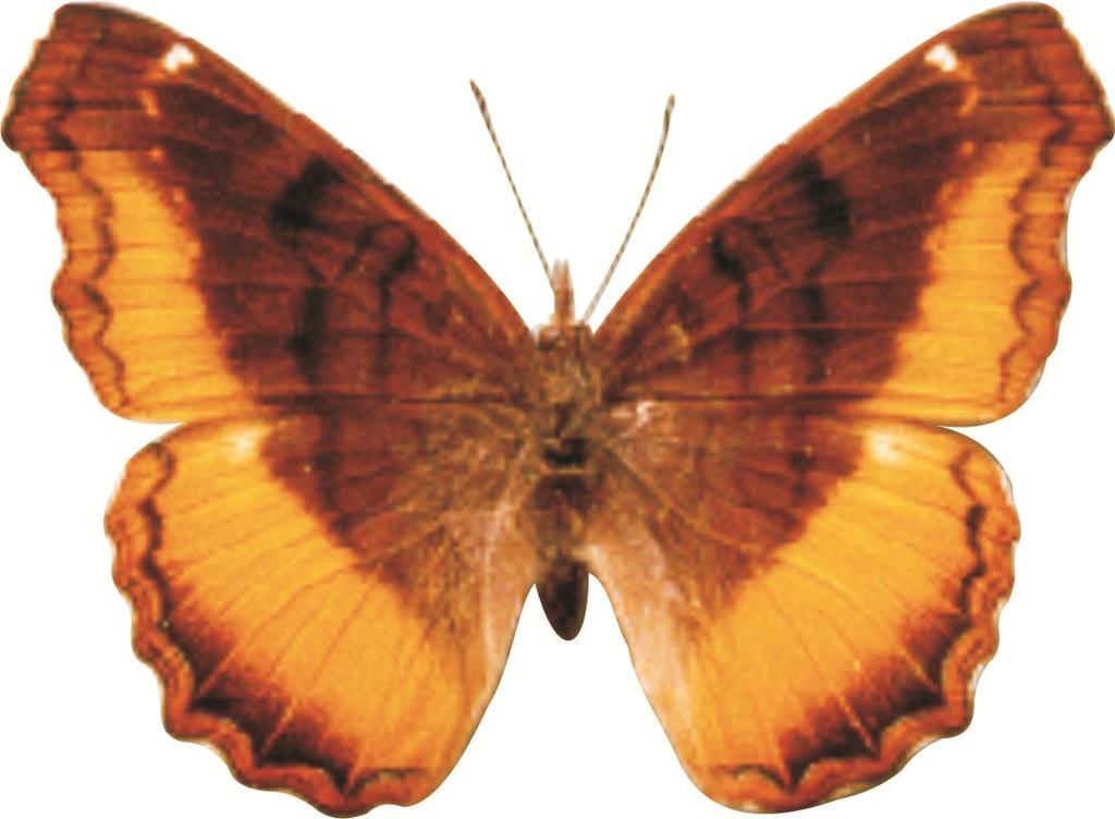 Eurytela dryope angulata f antropus (if) a) (217v and 217vi) The male ( ) intermediate form (if) of the golden piper is an attractive mediumsized dark-brown (ground colour) butterfly with a broader