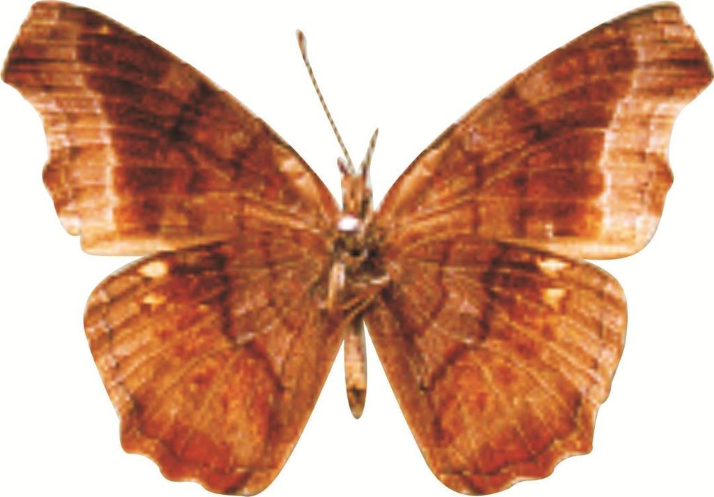 Eurytela dryope angulata f falthami (df) a) (217xii and 217xiv) The male ( ) dry form (df) of the golden piper is an attractive mediumsized dark-brown (ground colour) butterfly with an extremely