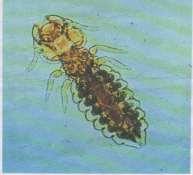 pathological greatest in winter and lowest in Summer. effects.microscopic identification and This is in agreement of that of (12, 13, classification of these ectoparasites (lice) 14).